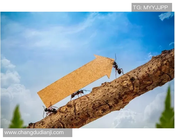 戴奇：森林一直是有实力的，咱们正逐渐建立起真实的团队认识